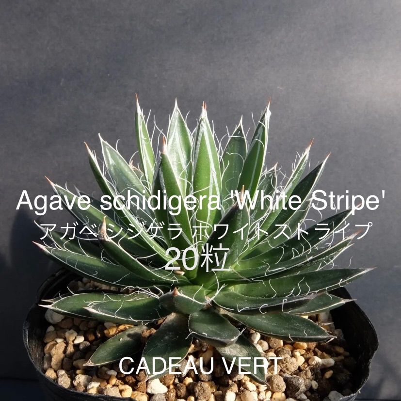 アガベ シジゲラ ホワイトストライプ種子20粒 - メルカリ