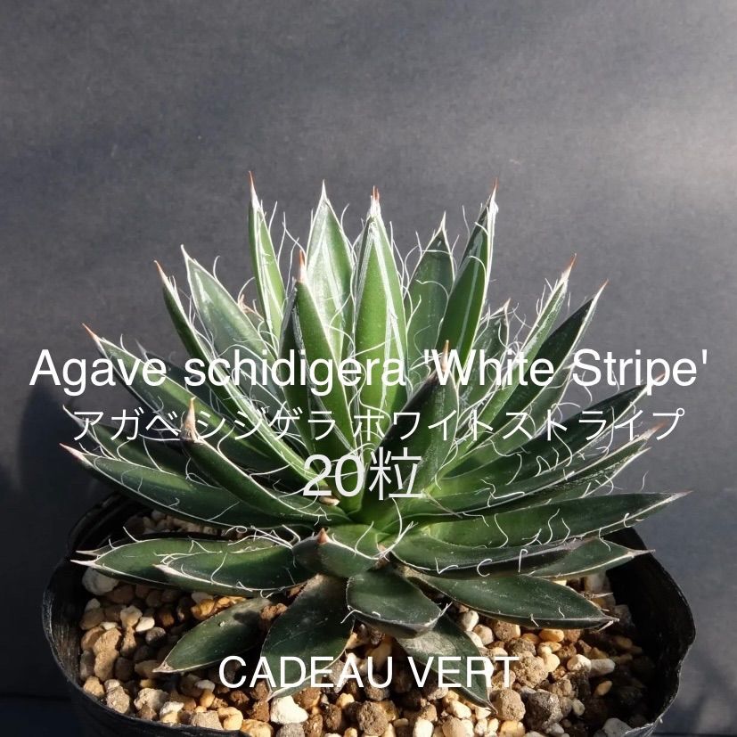 種子] アガベ シジゲラ ホワイトストライプ Agave schidigera