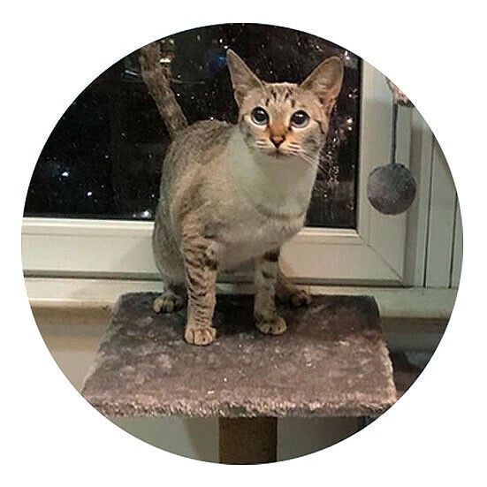 ♪据え置きキャットタワー