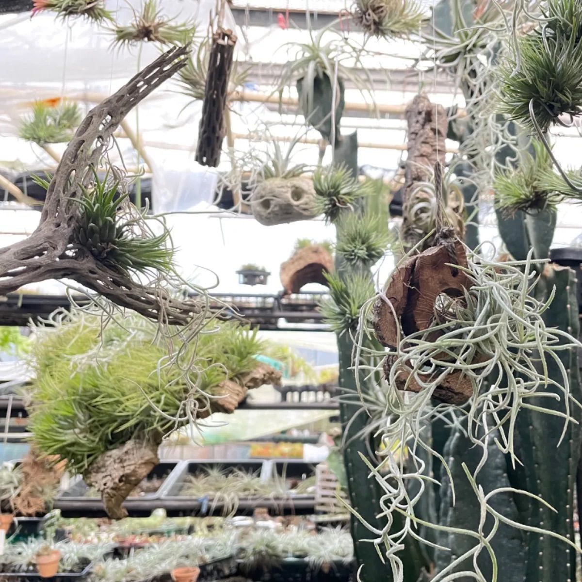 チランジア Fat Boy Tillandsia Fat Boy