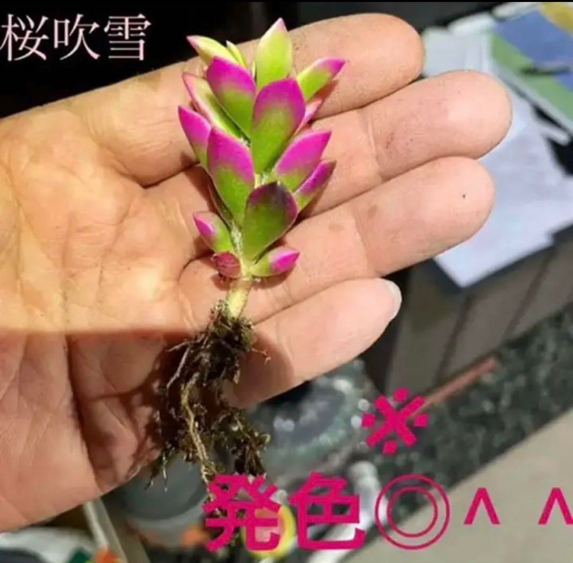 ✳️特大桜吹雪❗️寄植えのワンポイントに^ ^✳️ - メルカリ