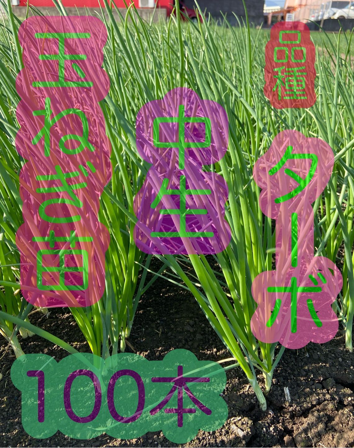 倉垣豊様用】淡路島 たまねぎ苗 ターザン1,000本 玉ねぎ苗 玉葱苗 ☆玉葱