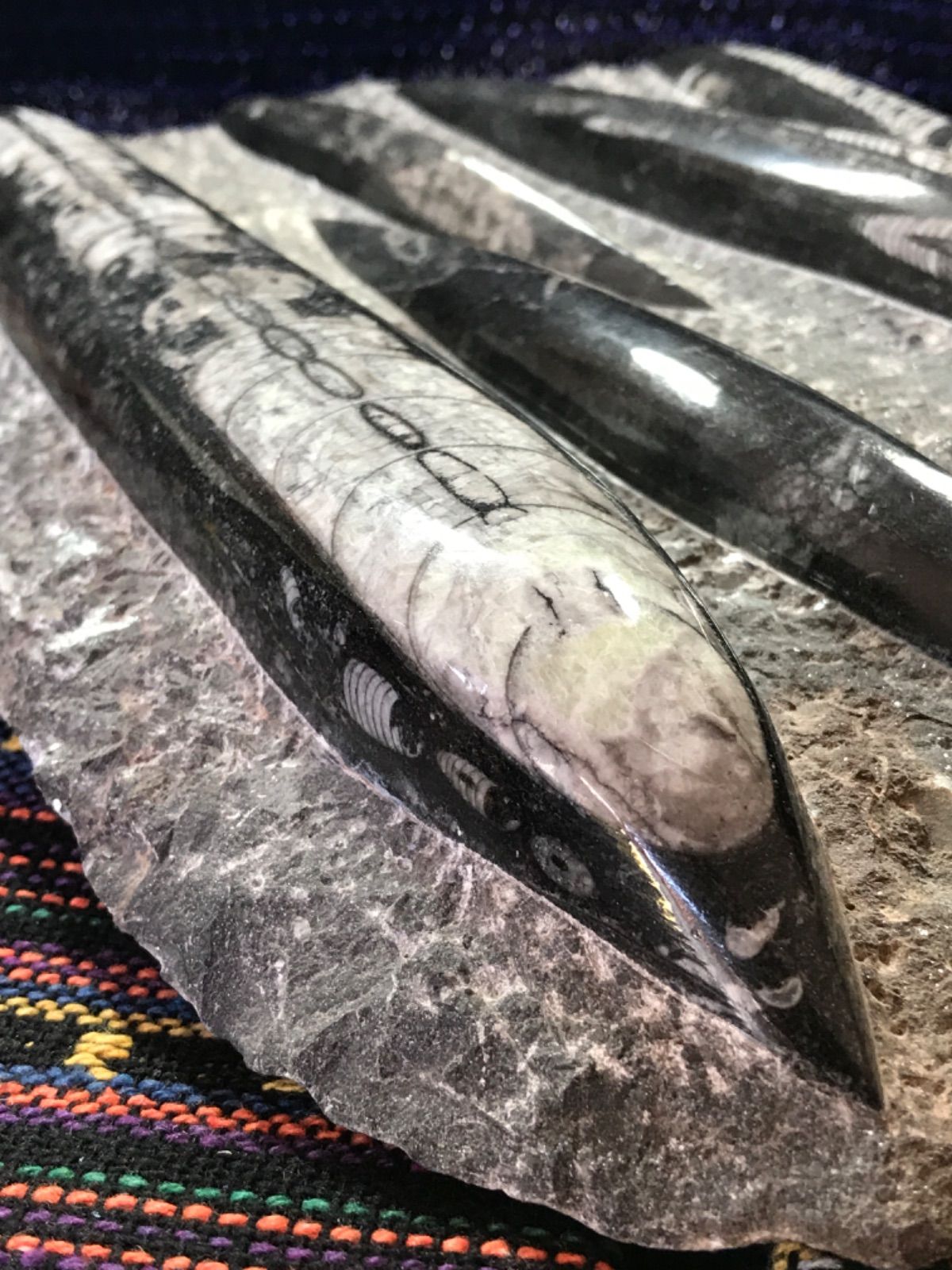 ◉モロッコ産【オルソセラス群/直角貝群】古生代デボン紀/化石[001