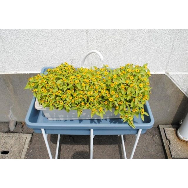 アオヤギコーポレーション ポリプロピレン製簡易流し台 蛇口付き AP-601 36872 ガーデニング 家庭菜園 ガーデンシンク YUZUMIYA_COM