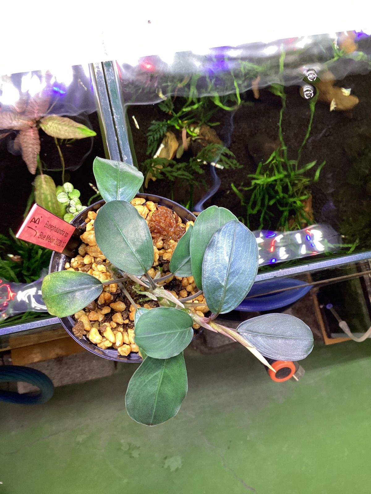 ブセファランドラsp.ブルーメロン Bucephalandra sp.Blue melon STEELWINDOWSANDDOORS_COM