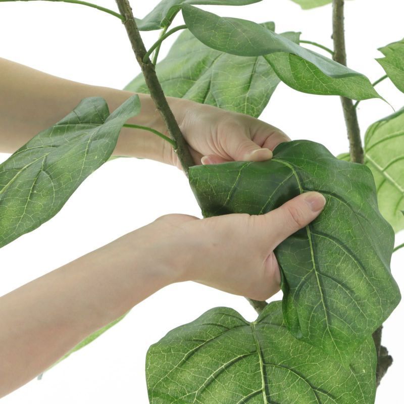 ウンベラータ 3枝