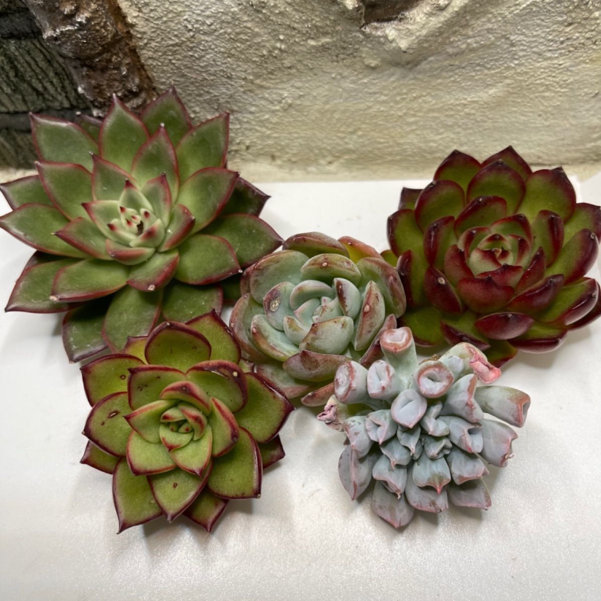 多肉植物 韓国苗 エケベリア MIX100苗セット 3〜5センチ苗 多肉植物 韓国苗 エケベリア MIX100苗セット 3〜5センチ苗
