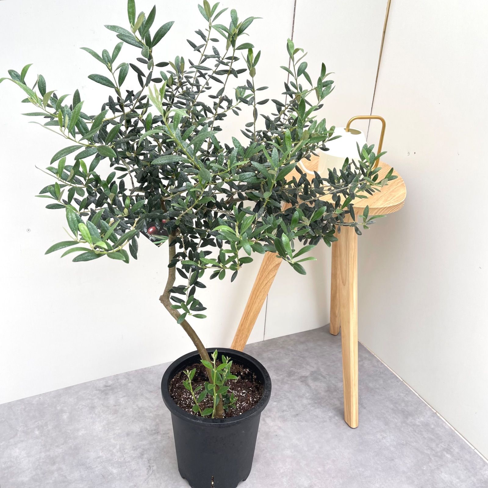 観葉植物