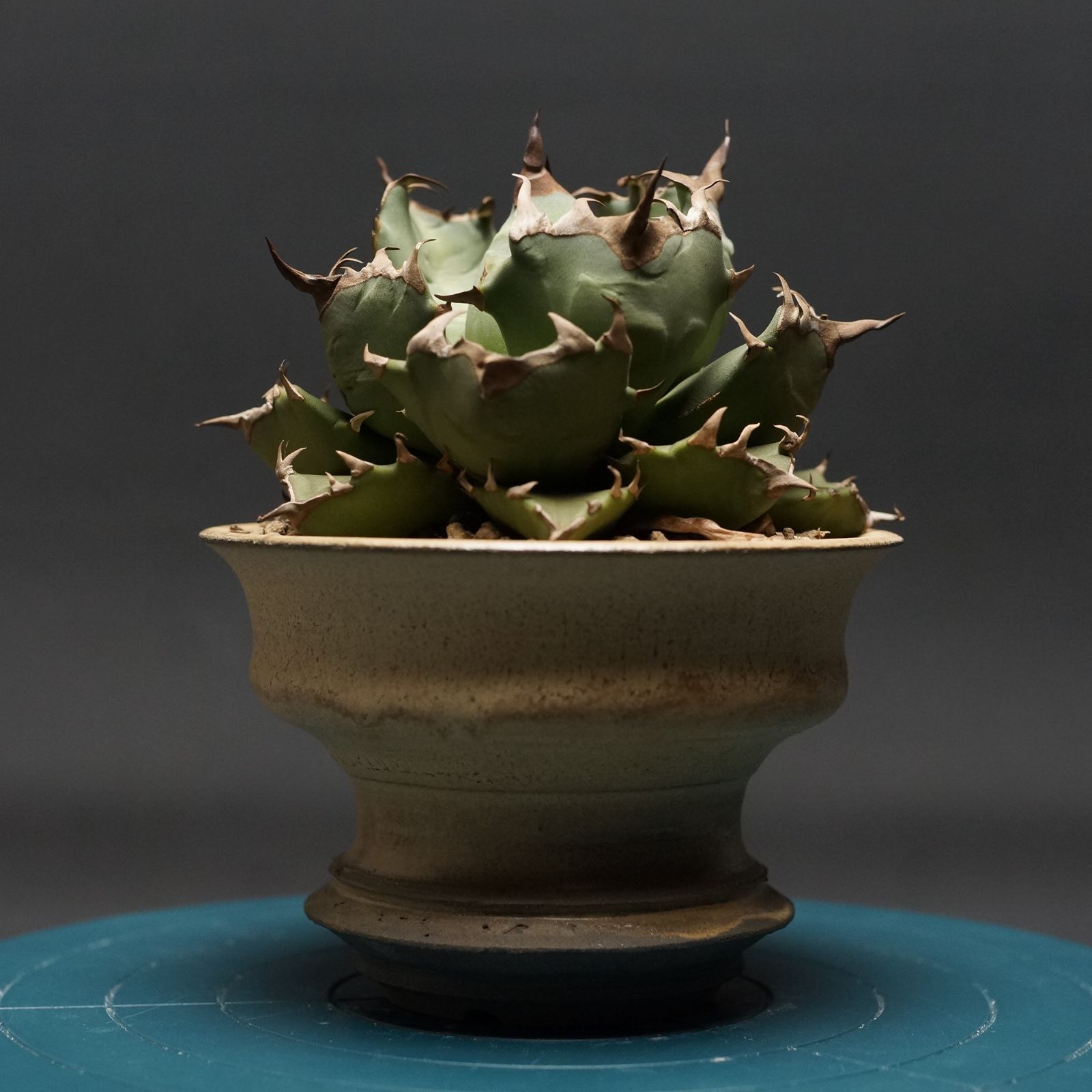 ぶつぶつフェア【鉢ごと発送】選抜株 アガベ チタノタ 蚩尤 オリジナル