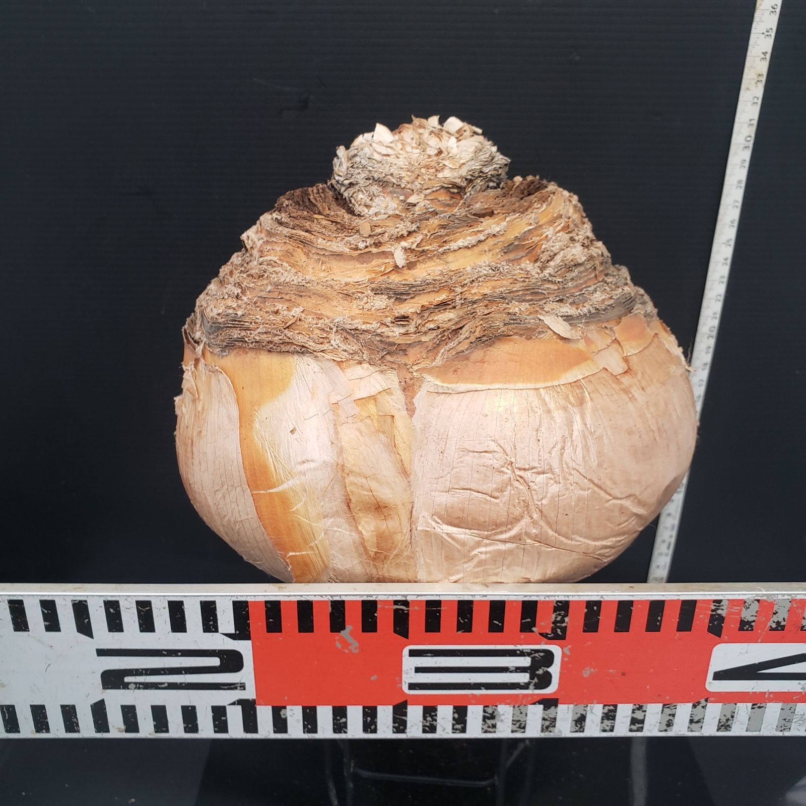 Z404 最新到着 Boophane ハエマンソイデス 現地球 抜き苗 球根植物 ブーファン ハエマンソイデス