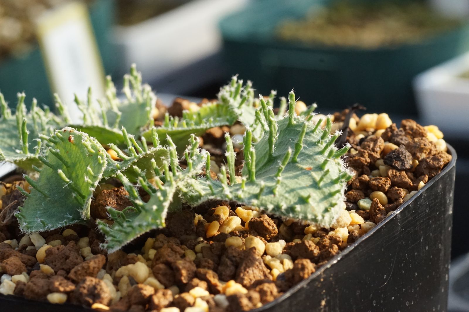 エリオスペルマム アペンデクラツム RSA EQ807 実生 Eriospermum