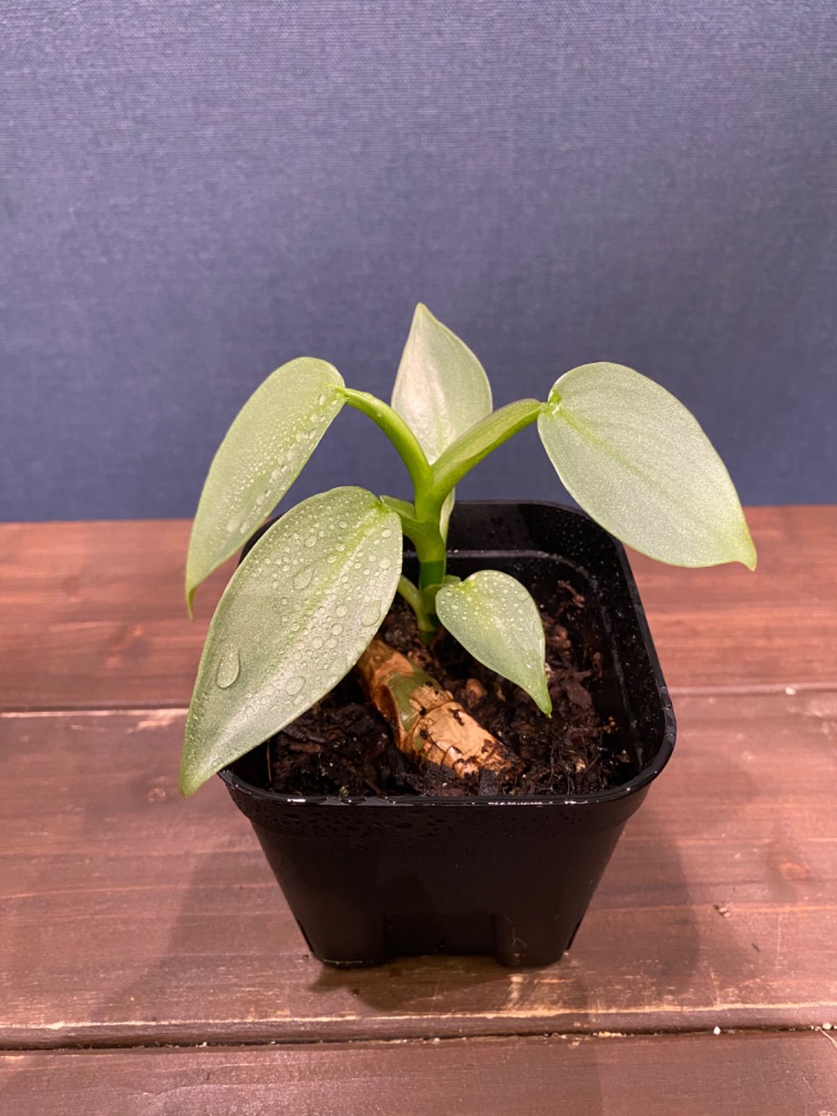 超希少 フィロデンドロン シルバーソード斑入 (ハスタータム斑入) 超