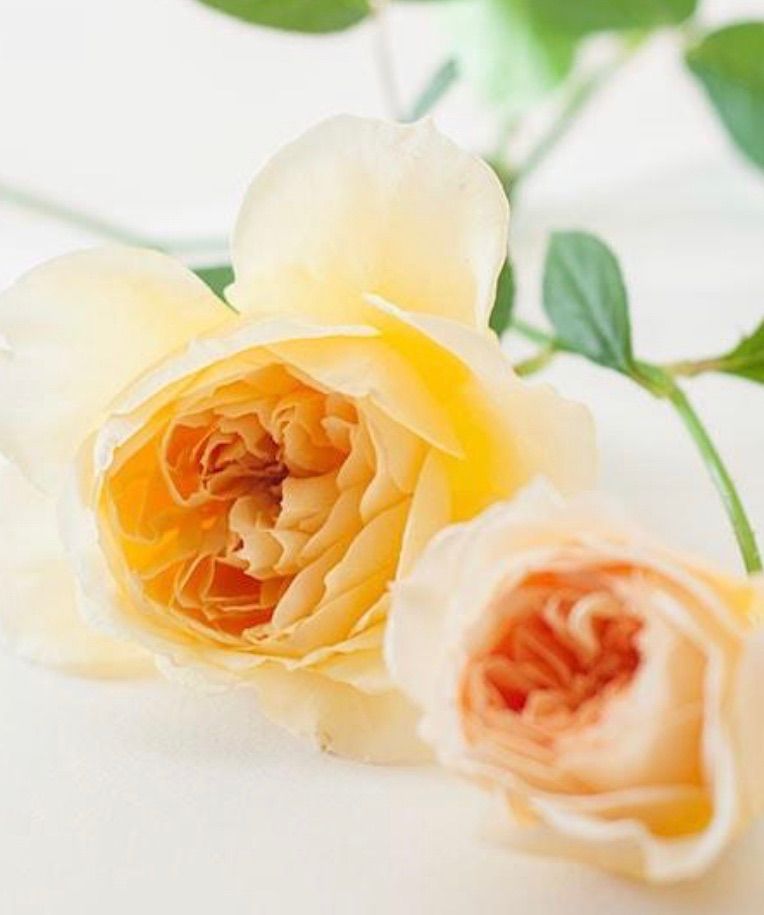 入手困難 超強香 心を揺さぶる美しい和バラ苗 数量限定 - メルカリ