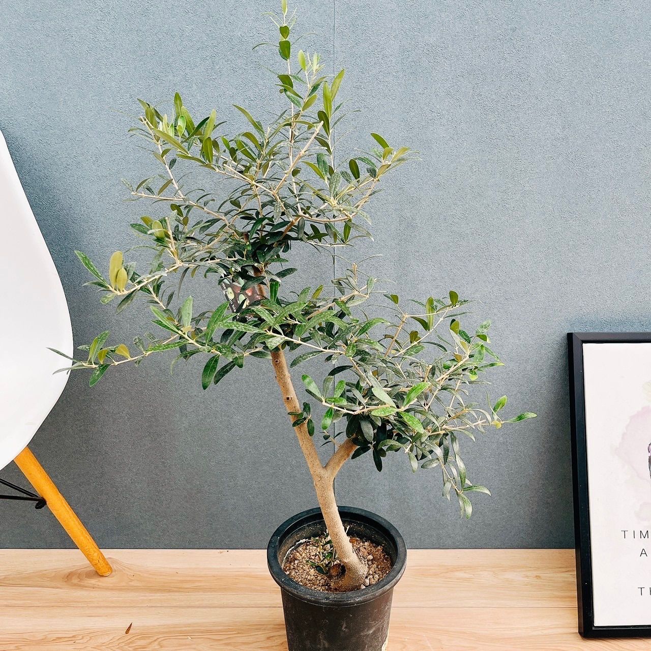 現品 44番 創樹 オリーブ ネバディロブランコ 7号 観葉植物 大型 屋外 ベランダ オリーブの木 おしゃれ