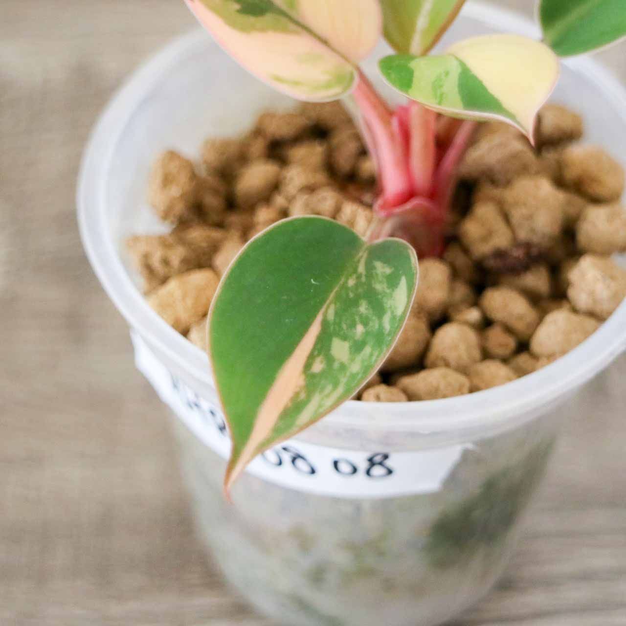 ラスト1株】フィロデンドロン レッドコンゴ 斑入り Philodendron Red Congo Variegated - メルカリ