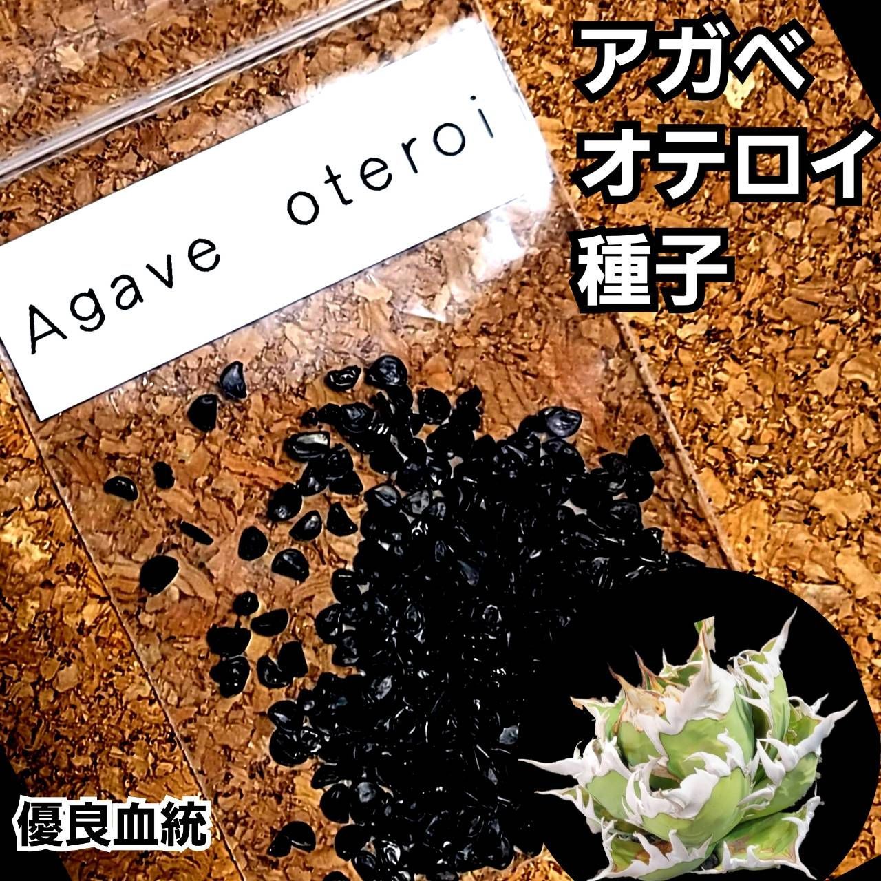 歳 メキシコ産 アガベ オテロイ 種 Agave oteroi 500粒