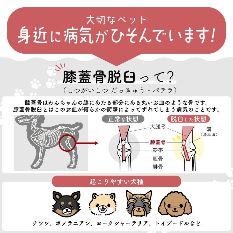 犬