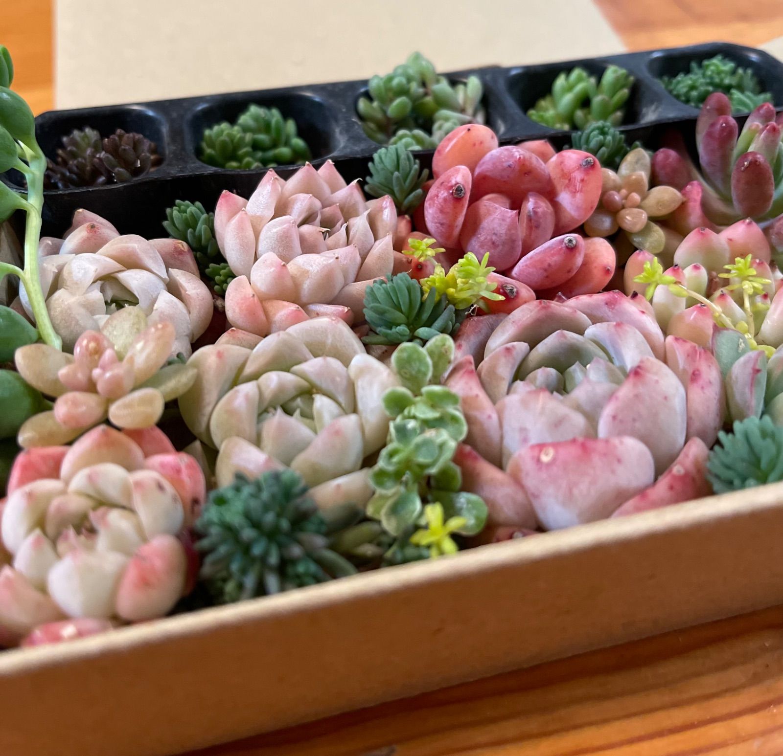 多肉植物 多肉植物詰め合わせセット 寄せ植えセット セダム エケベリア