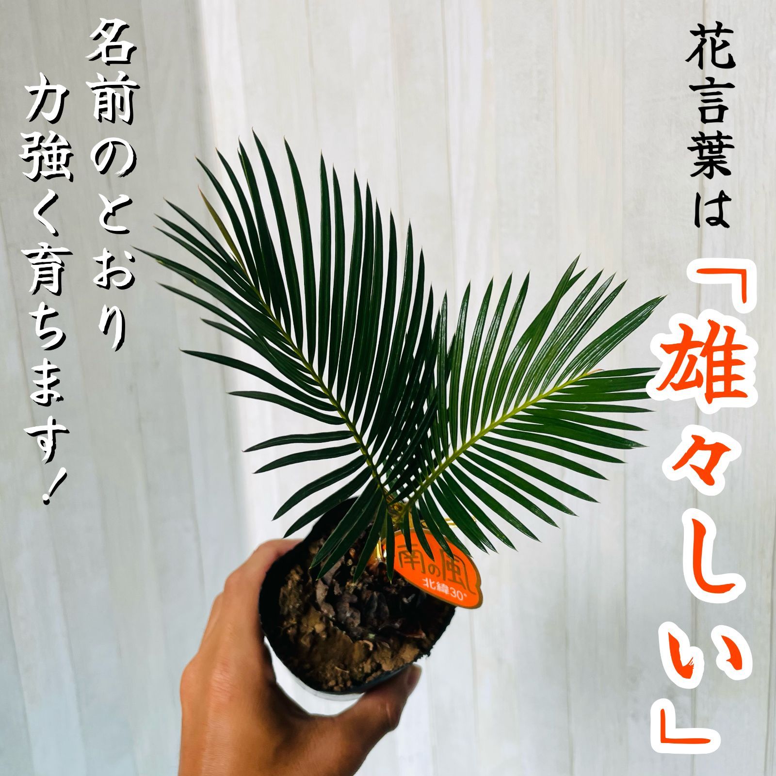 ソテツ 3号 20㎝UP - メルカリ
