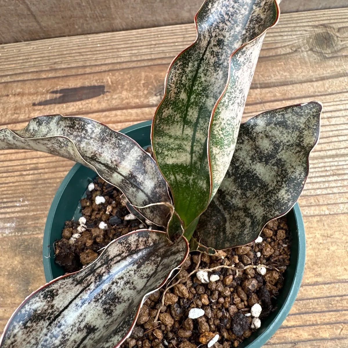 サンセベリア キルキーコパトーン ② Sansevieria kirkii var