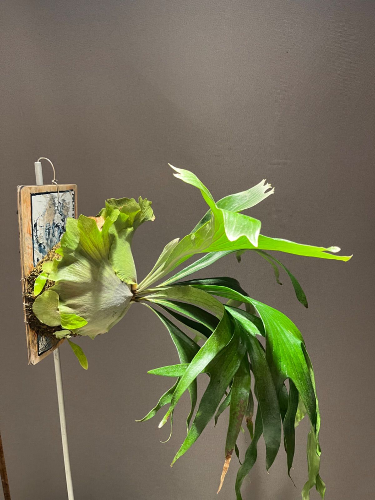 ビカクシダ【P.Mt lewis マウントルイス スケートボード 子株 株分け