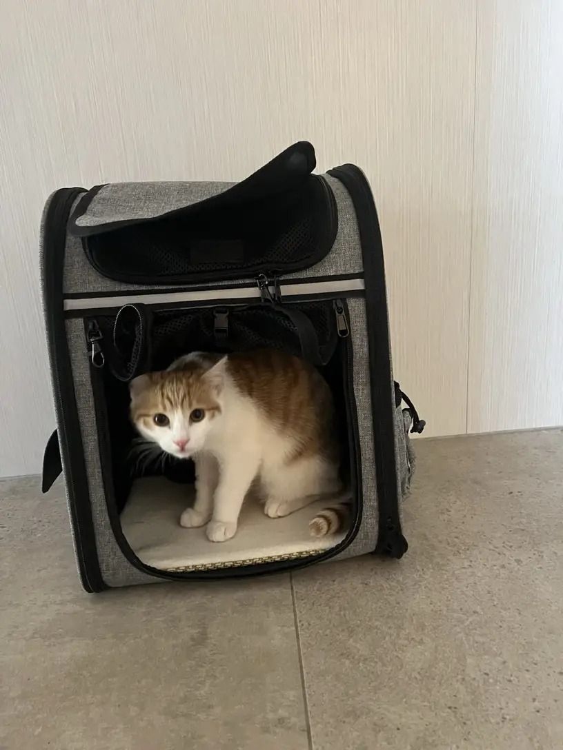 ペットキャリー 旅行
