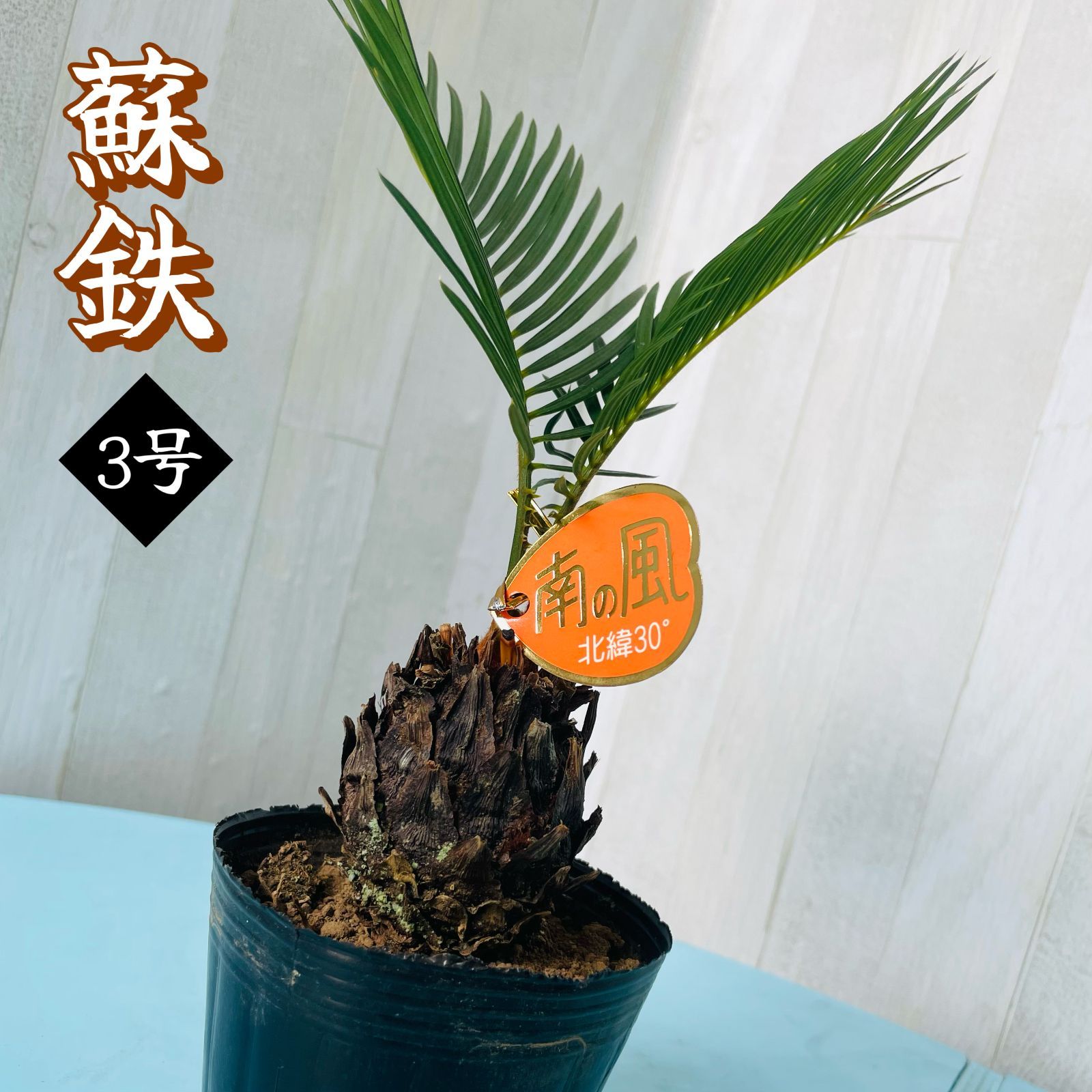 ソテツ3 ソテツ 3号 20㎝UP - メルカリ