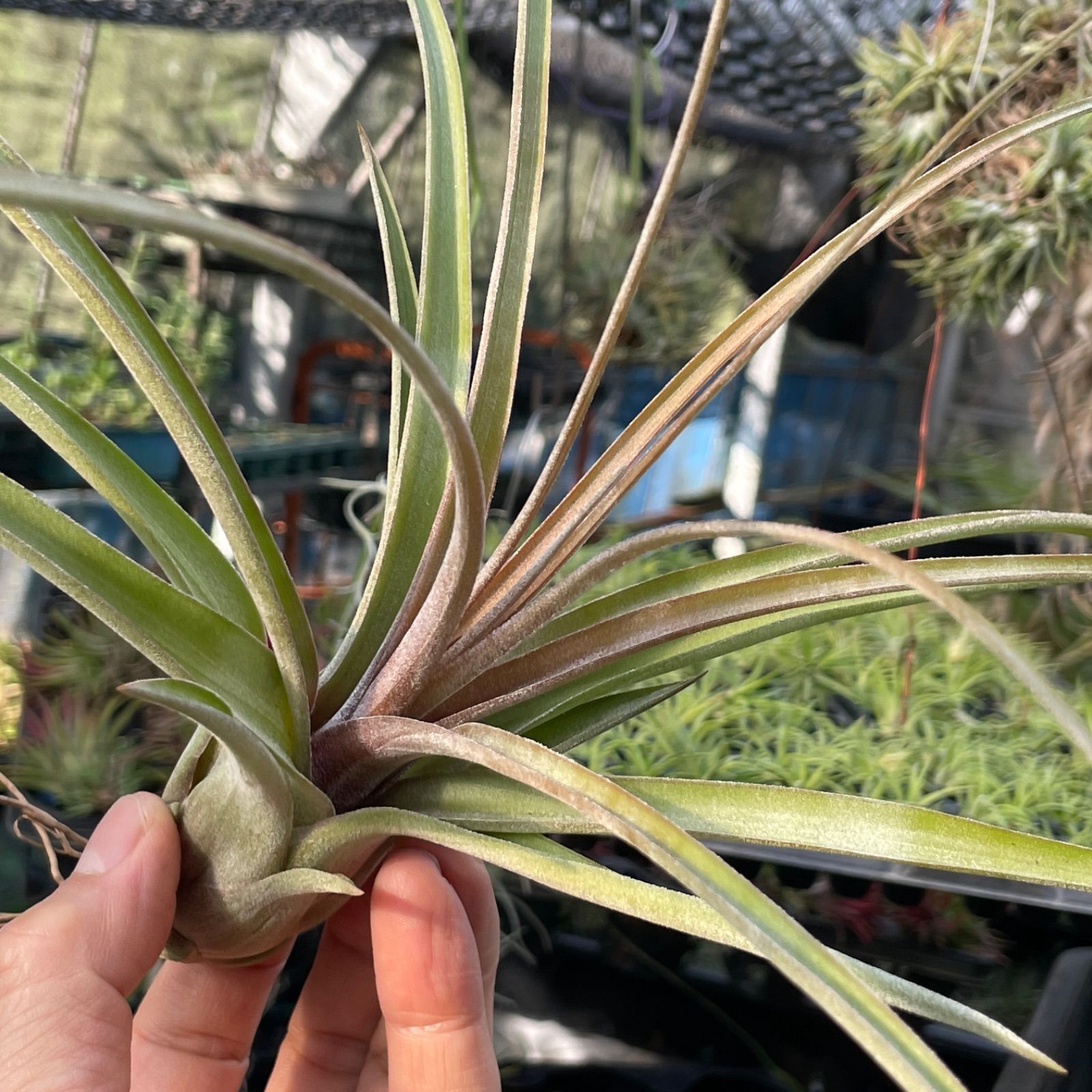 チランジア ストレプトフィラ × ノバキー Tillandsia streptophylla x 