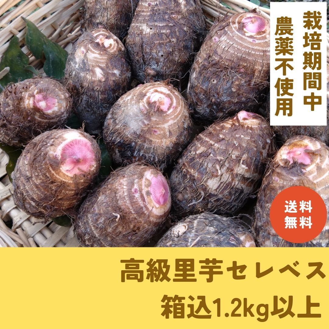 宮崎県産 赤芽里芋種子 セレベス種子 10kg - 野菜