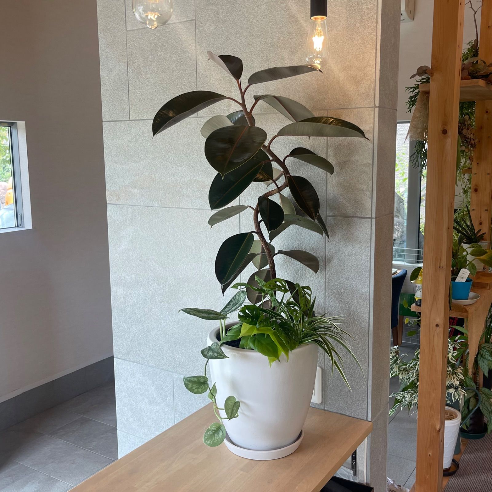 観葉植物 フィカス 黒鉢付き 植え替え済み フィカス 観葉植物 大きい