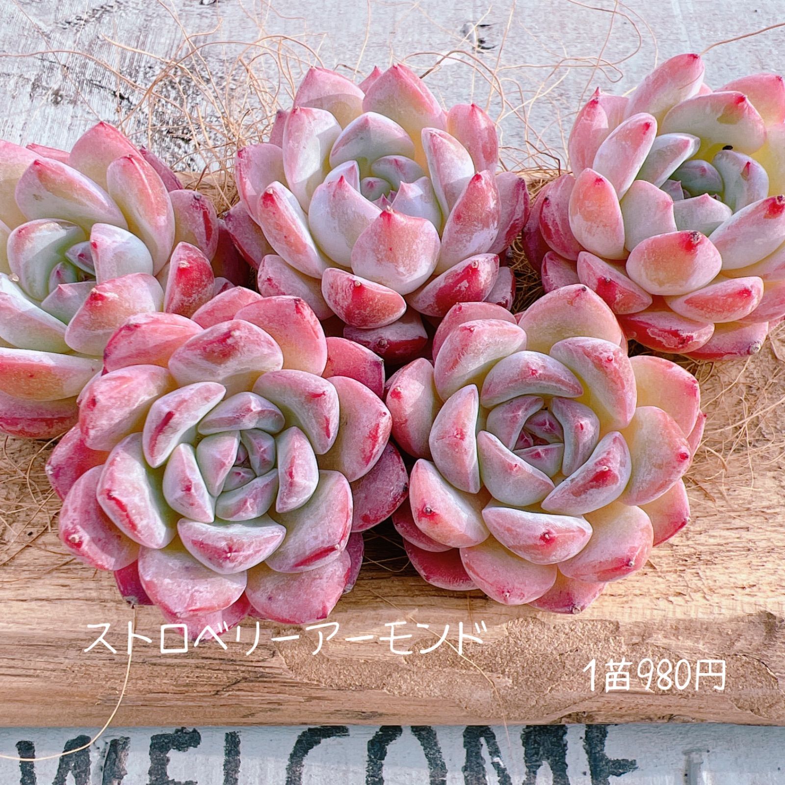 【韓国苗】ストロベリーアーモンド❤︎ 楽天市場】多肉植物 エケベリア ストロベリーアーモンド 韓国苗