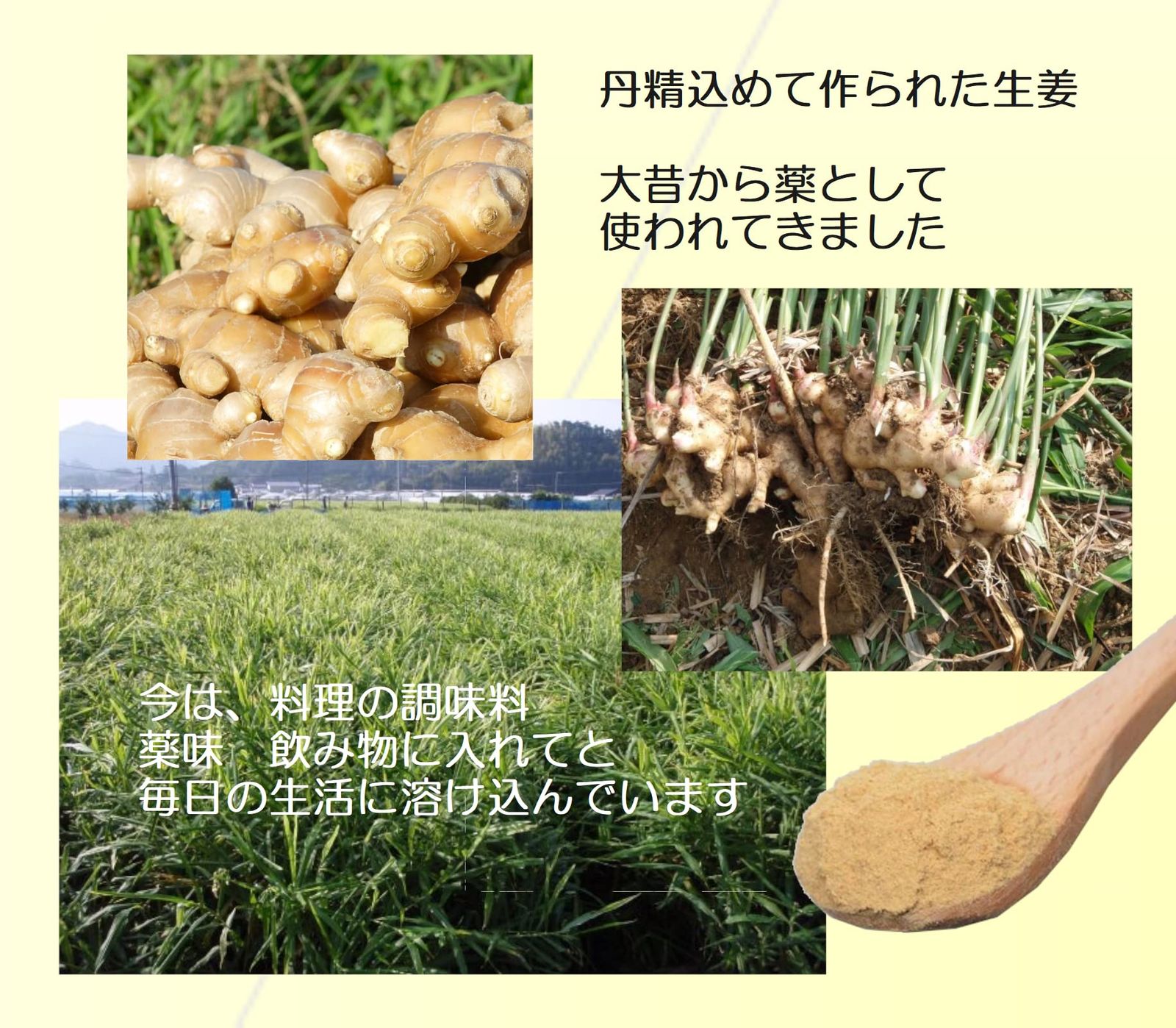 九州産 まるごと しょうがパウダー 粉末 生姜 生姜粉 乾燥 ショウガ ジンジャー 60g (１袋) [１袋]