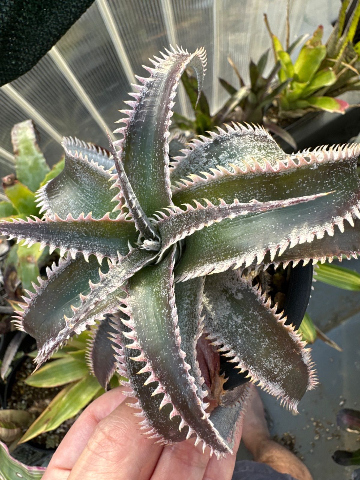 Dyckia 