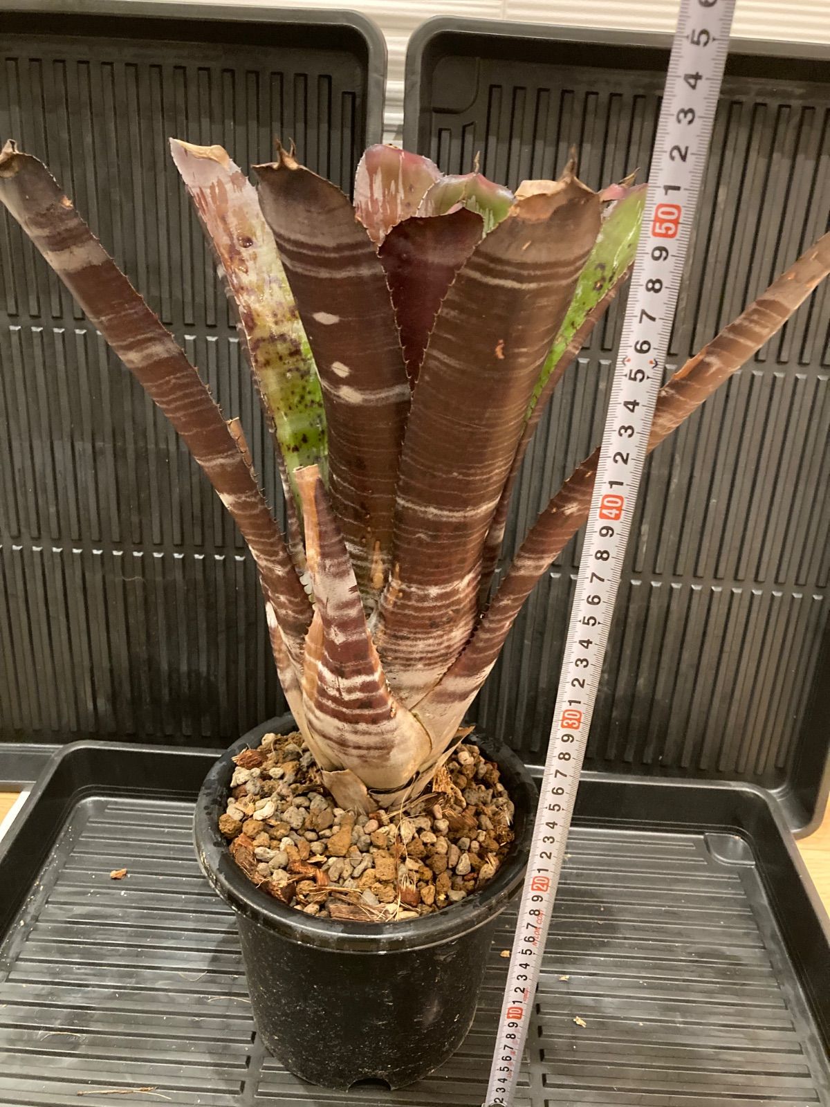 エクメア Aechmea chantinii ‘Black Zombie’