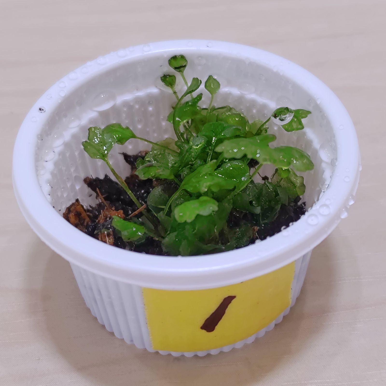 ブレクナム オブツサタム var. オブツサタム(Blechnum obtusatum var 