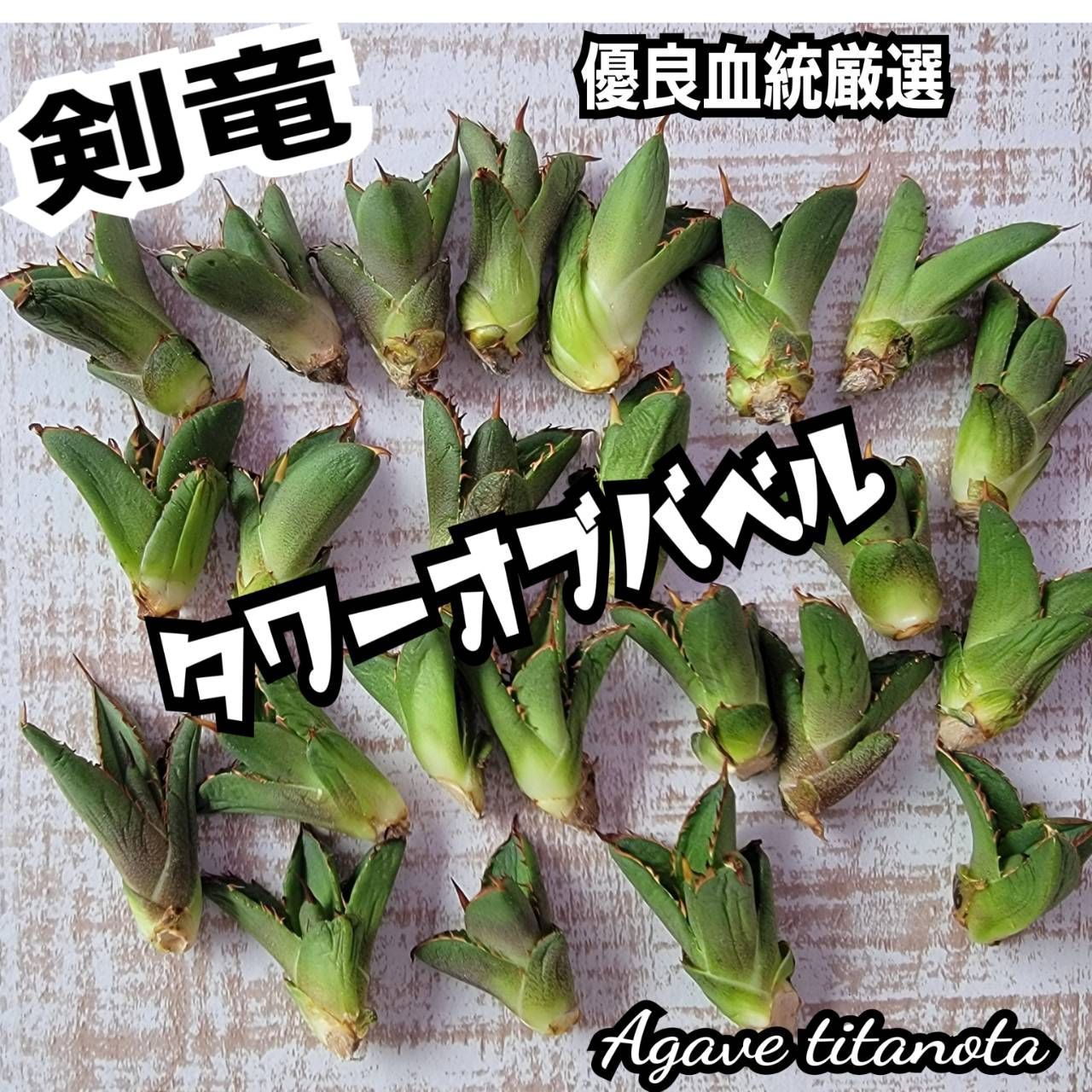 センゴク剣法　ツワモノガタリ　雪花の虎　桶狭間戦記　テンカイチなど センゴク剣法 ツワモノガタリ 雪花の虎 桶狭間戦記 テンカイチ