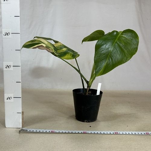 観葉植物 葉傷みあり 斑入りモンステラ ボルシギアナ オーレア