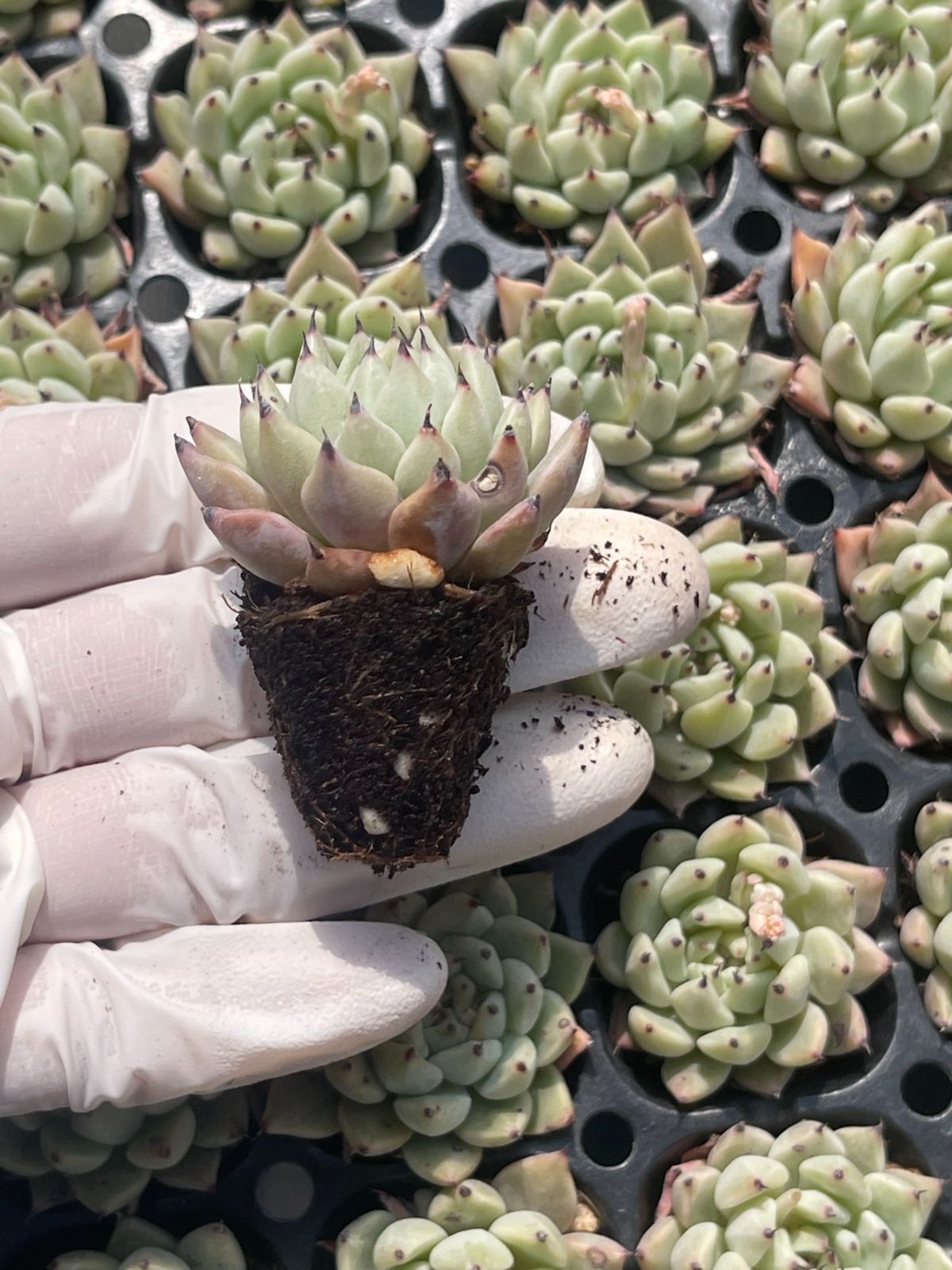 105株 S141-4 多肉植物 エケベリア 緑爪 超美苗 サボテン 観葉植物 花 