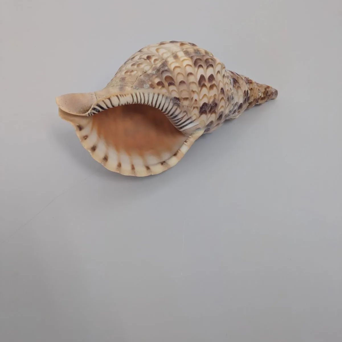 ホラ貝　法螺貝 法螺貝 ホラ貝 ほら貝 美品 約20cm IT - メルカリ