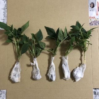 ⭐️草苺苗5株(小)⭐️木苺苗 クサイチゴ苗 くさいちご苗 ⭐️草苺苗5株(小)⭐️木苺苗 クサイチゴ苗 くさいちご苗