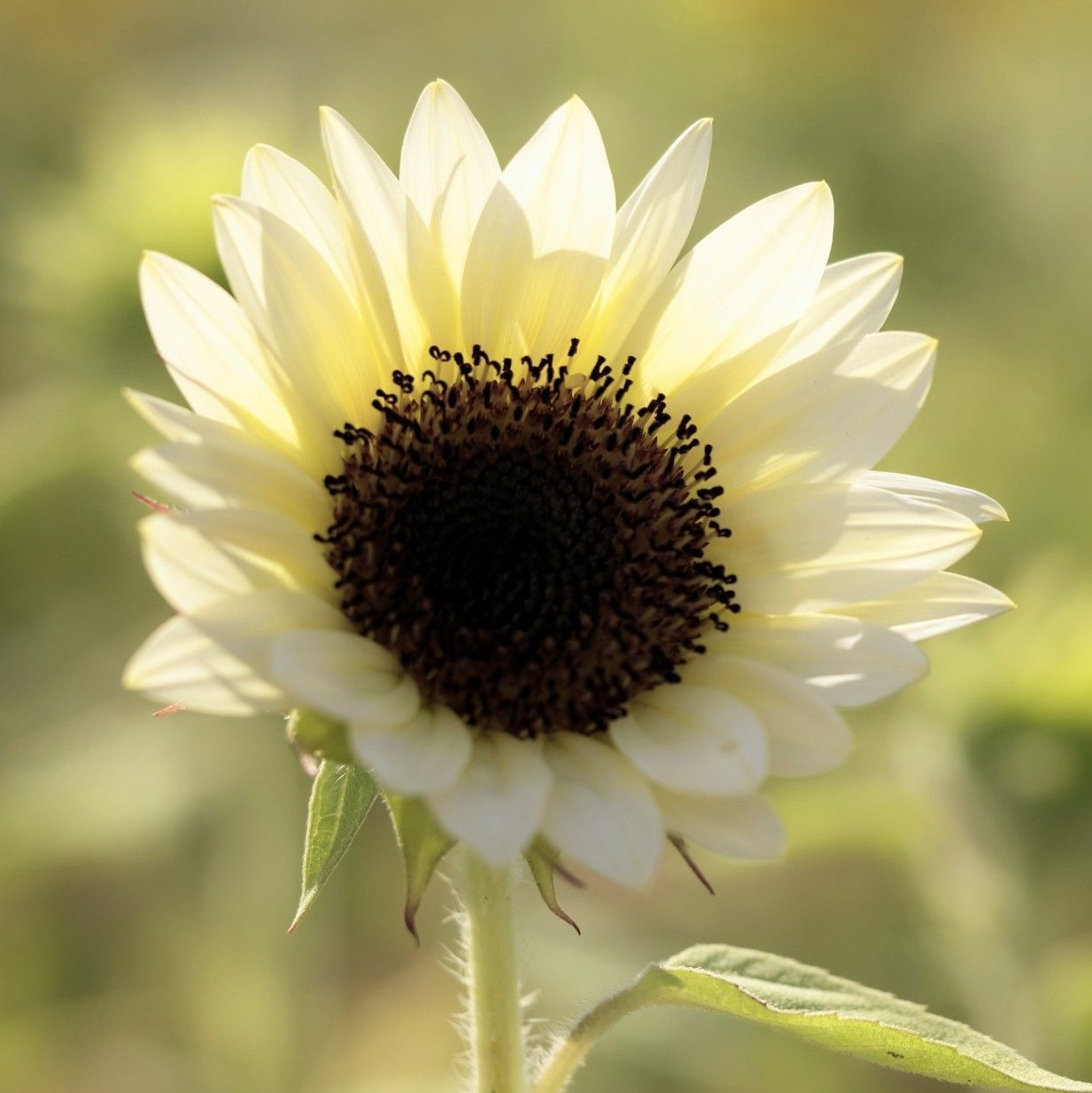 花の種】ひまわり☆向日葵 プロカットホワイトナイト 種子 約10粒 