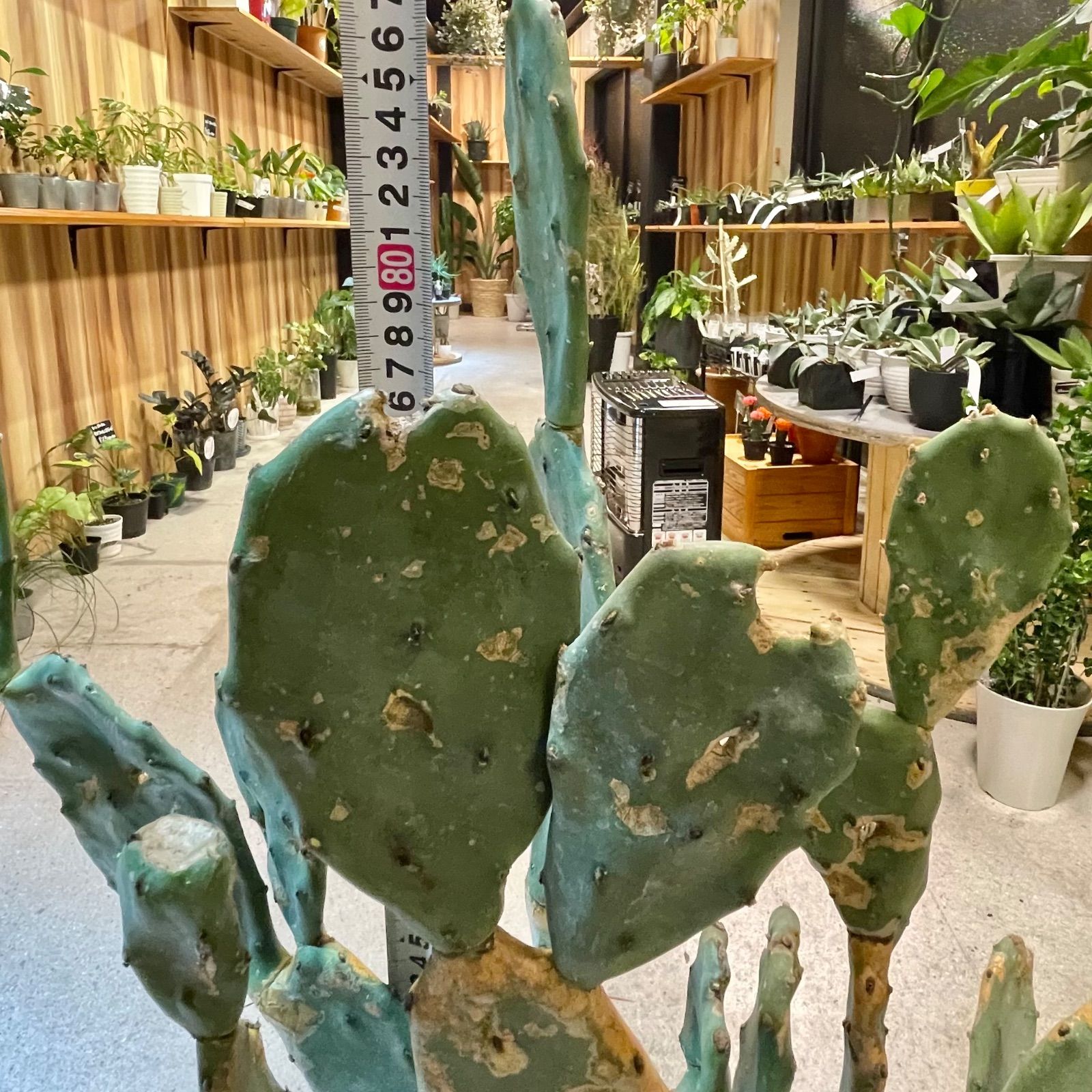 ウチワサボテン ブランチ 木質化 - メルカリ