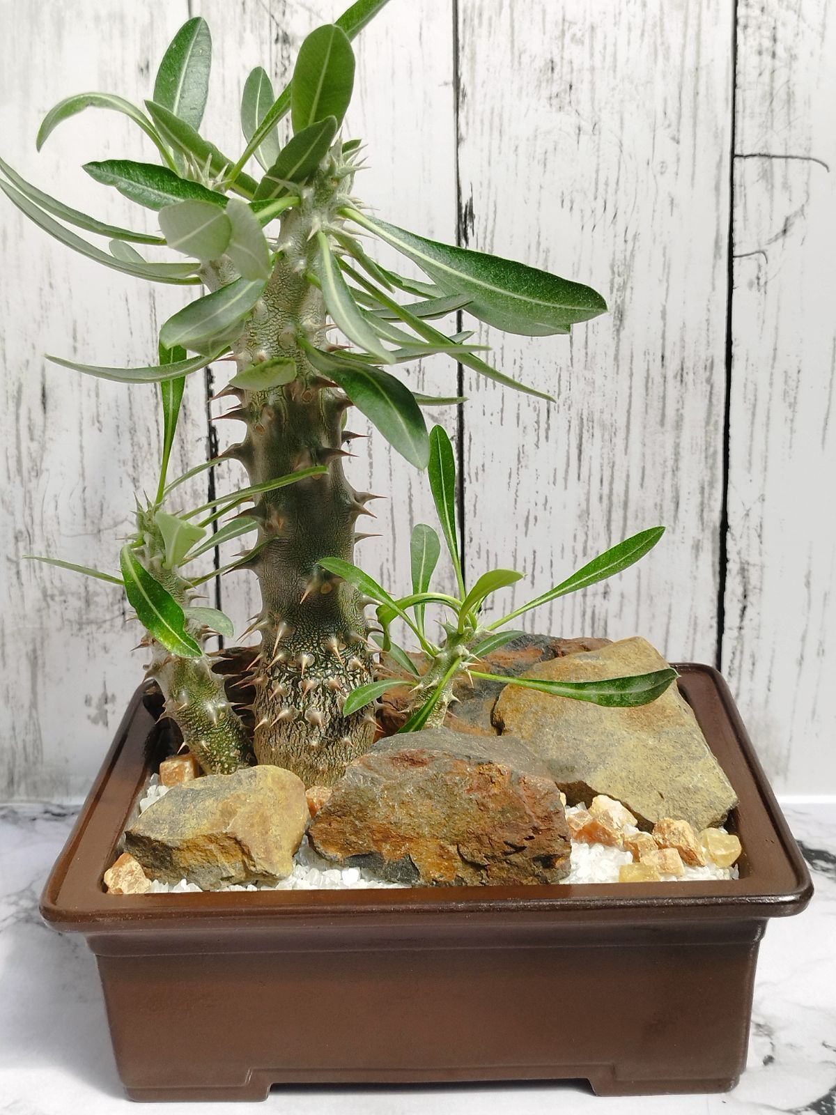 パキポディウム グラキリス 盆栽仕立て 中株 【公式通販】