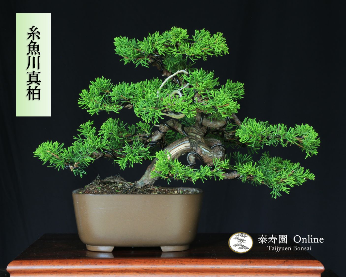 糸魚川真柏 小品盆栽 樹齢30年の一点物盆栽を販売｜盆栽