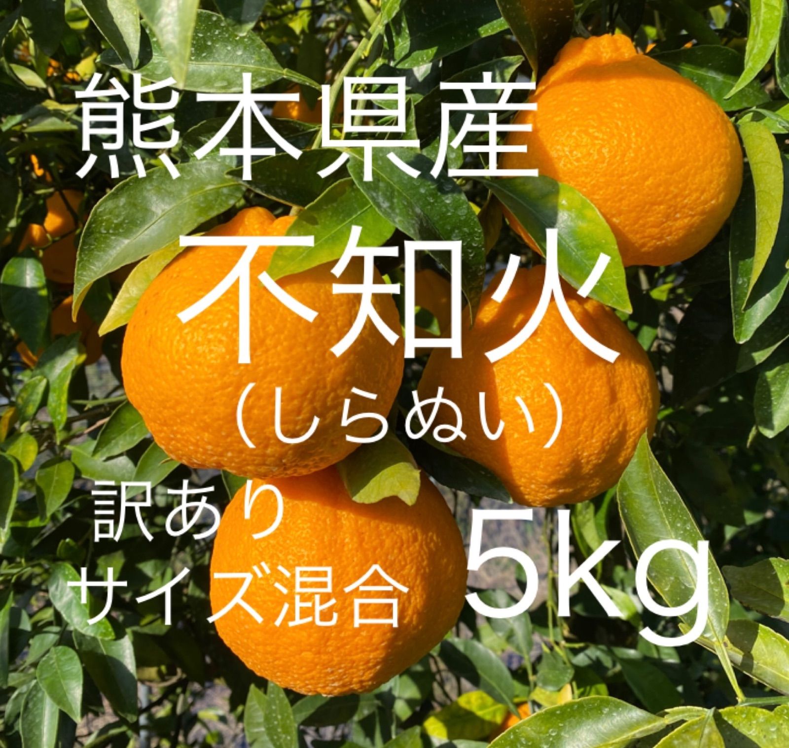 熊本県産デコポン５kg訳あり傷あり - 果物