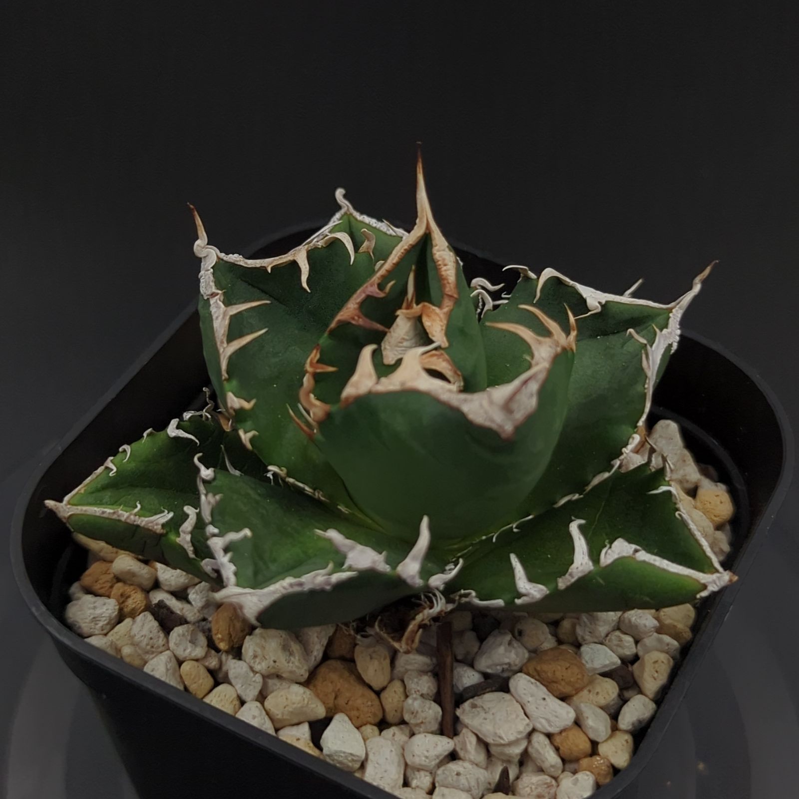 アガベ SAD 中株 発根済み アガベSAD中株 子株3つ付き 親株