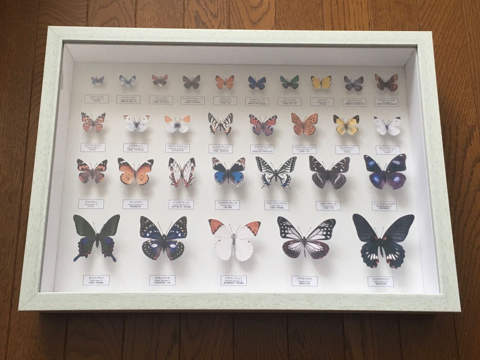 蝶の標本ペーパークラフトA2サイズ完成品