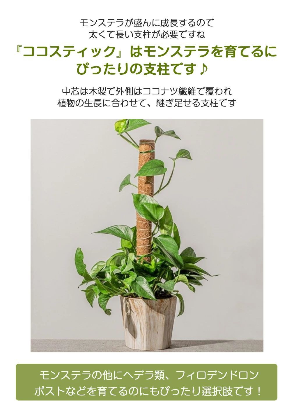 ココスティック 3本セット モンステラ 支柱 観葉植物 おしゃれ