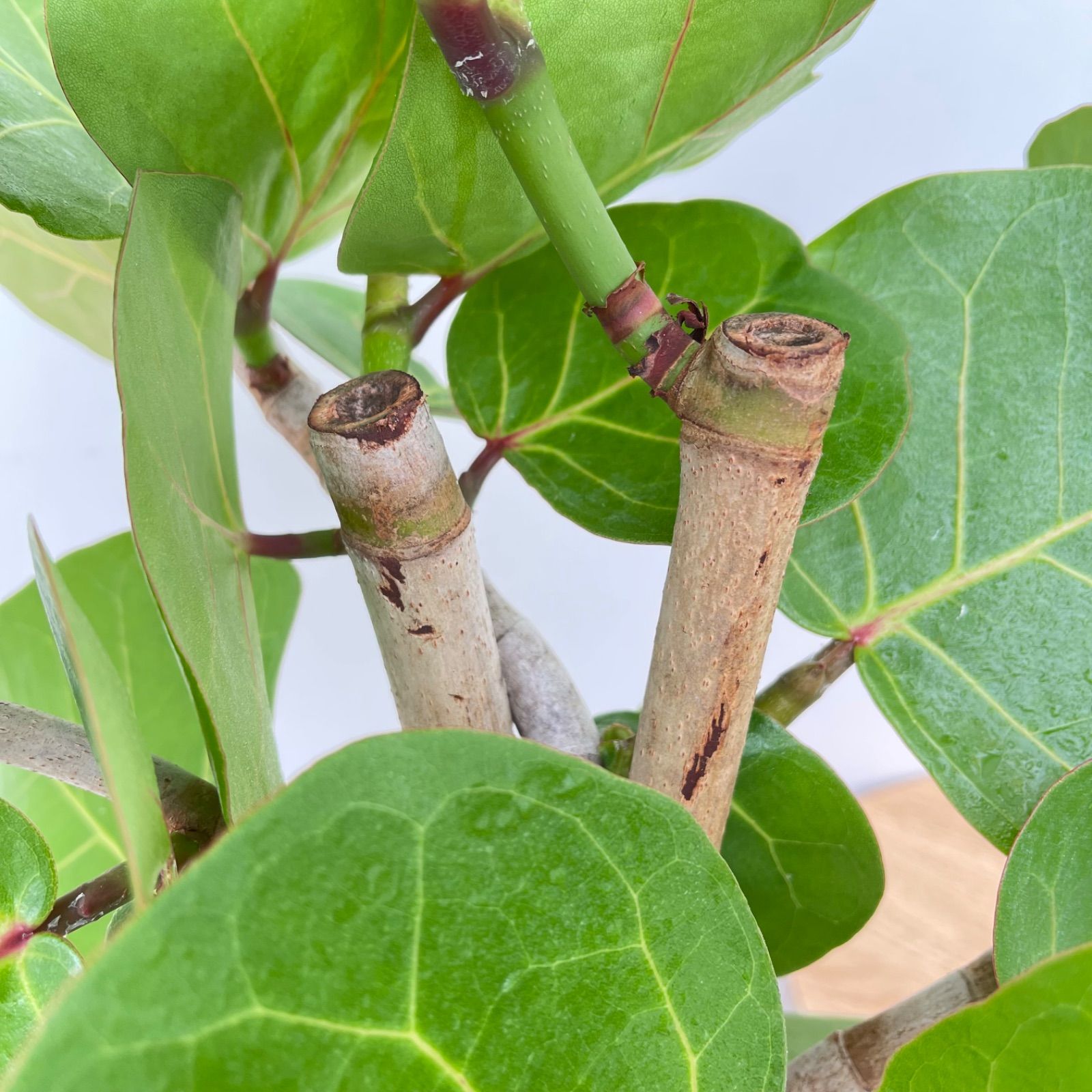 シーグレープ 曲がり 2【現品】観葉植物 大型 - メルカリ