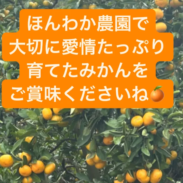 有田みかん🍊1kgＢ級品 3s〜Mサイズ甘いよ😋 味はA級品！！